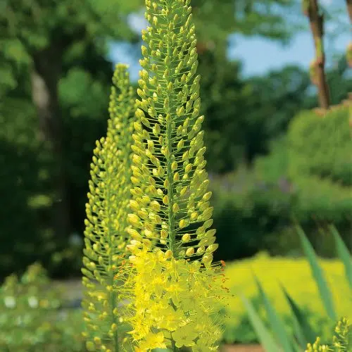 Bulbes Eremurus Bungei cal I les 10