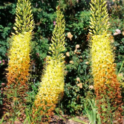 Bulbes Eremurus de Ruiter...