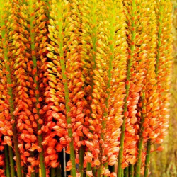 Bulbes Eremurus de Ruyter...