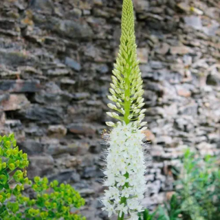 Bulbes Eremurus Himalaicus cal I les 10