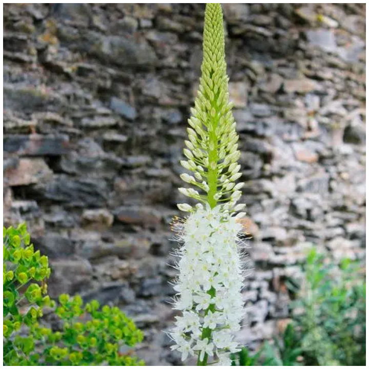 Bulbes Eremurus Himalaicus cal I les 10
