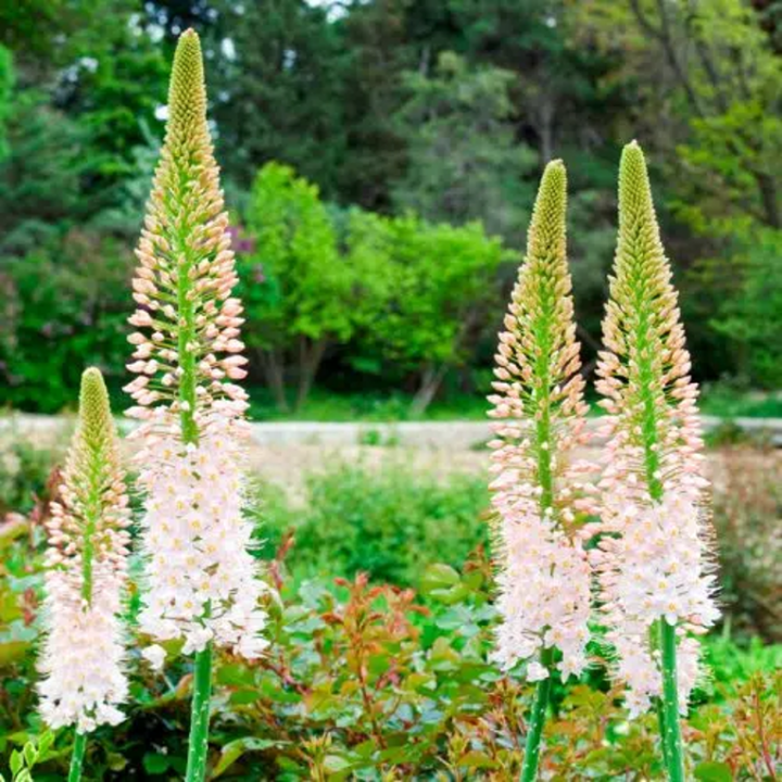 Bulbes Eremurus Robustus cal I les 10