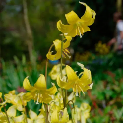 Bulbes Erythronium Pagoda...