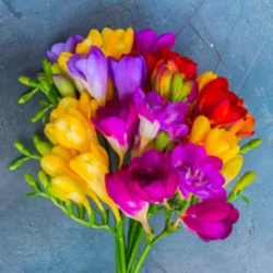 Bulbes Freesia simple en...