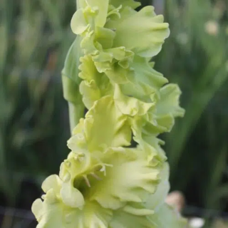 Bulbes Glaïeuls à Grandes Fleurs Kio les 100