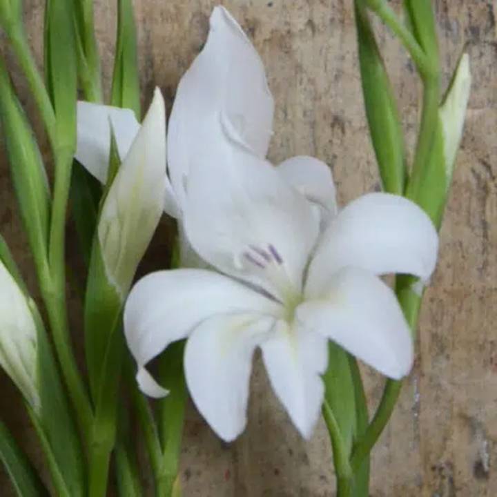 Bulbes Glaïeuls Nain colvillei Alba la Fiancée les 100