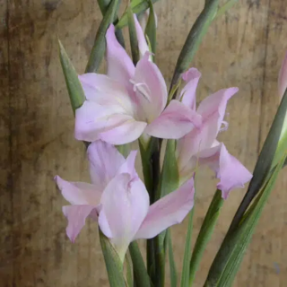 Bulbes Glaïeuls Nain colvillei Charming Lady les 100