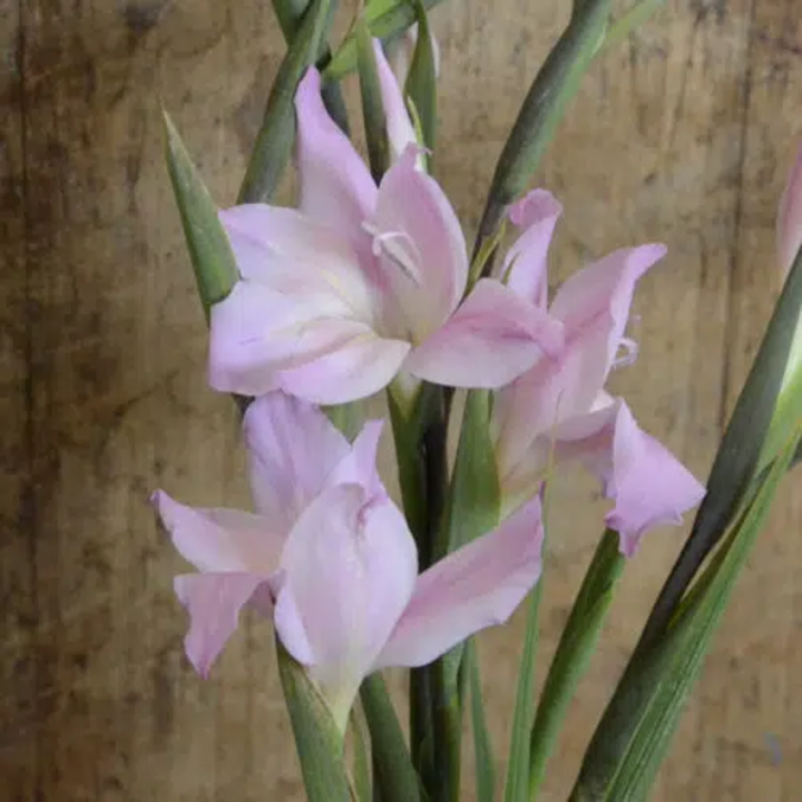 Bulbes Glaïeuls Nain colvillei Charming Lady les 100