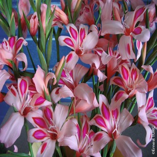 Bulbes Glaïeuls Nain colvillei Impressive les 100