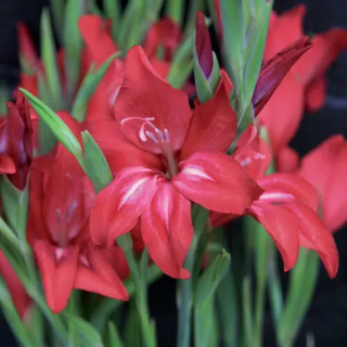 Bulbes Glaïeuls Nain colvillei Robinetta les 100