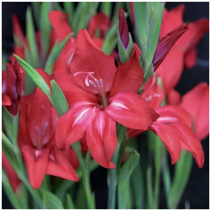 Bulbes Glaïeuls Nain colvillei Robinetta les 100