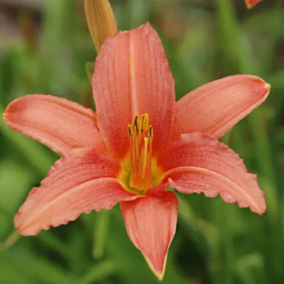 Bulbes Hémérocalles Pink Damask cal I, les 10