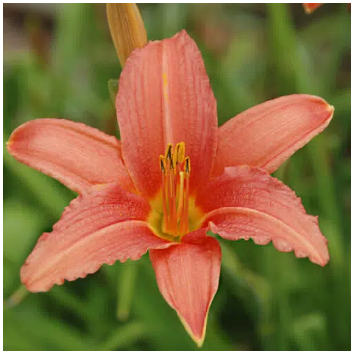 Bulbes Hémérocalles Pink Damask cal I, les 10