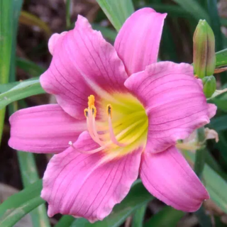 Bulbes Hémérocalles Purple d’Oro cal I, les 10