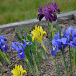 Bulbes Iris en Mélange cal...