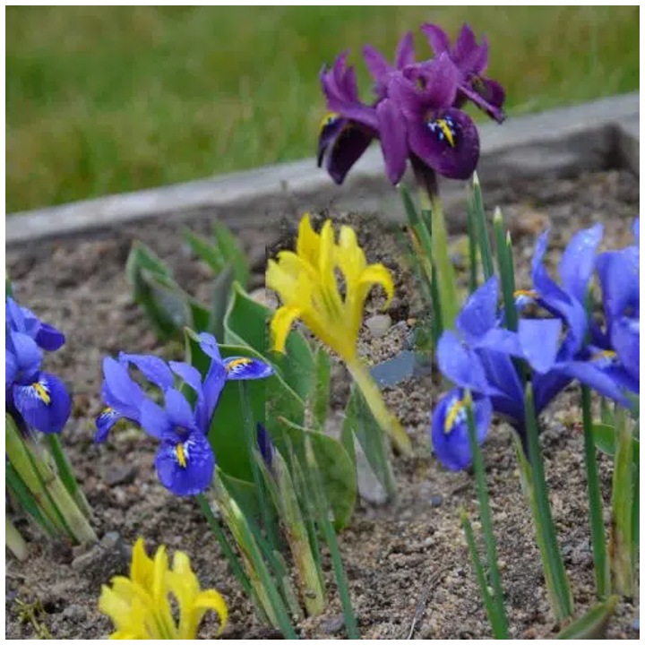 Bulbes Iris en Mélange cal 07-08 les 100