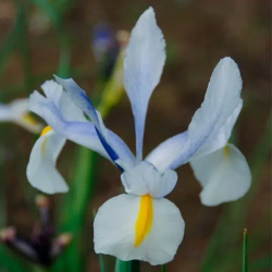 Bulbes Iris Saturnus cal...