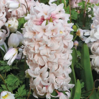 Bulbes Jacinthes China pink cal 15/+ les 50