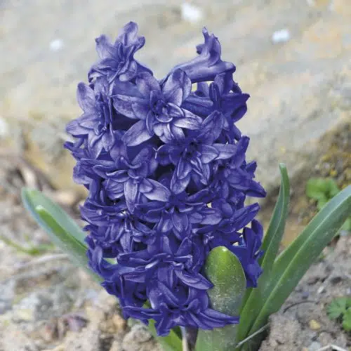 Bulbes Jacinthes double Manhattan cal 15/+ les 50