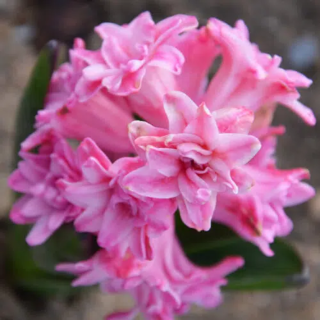 Bulbes Jacinthes double Spring Beauty cal 15/+ les 50