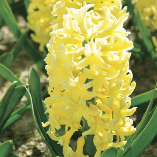 Bulbes Jacinthes Yellowstone cal 15/+ les 50