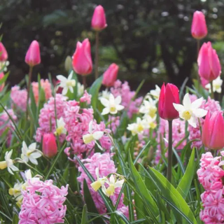 Bulbes Mélange Baléares les 100