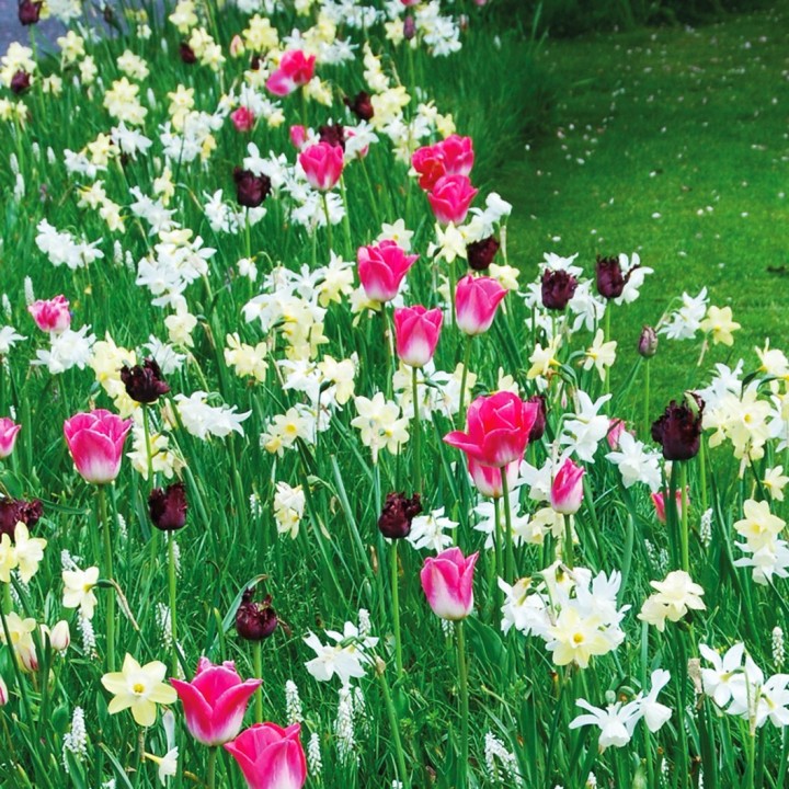 Bulbes Mélange Bali les 100