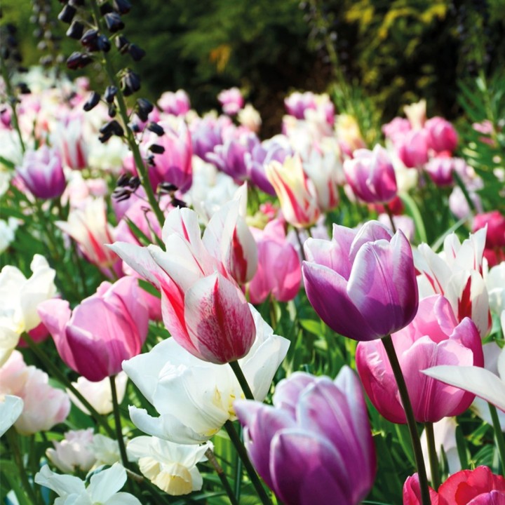 Bulbes Mélange Barbade les 100