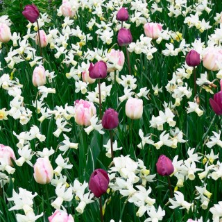 Bulbes Mélange Cap Vert les 100