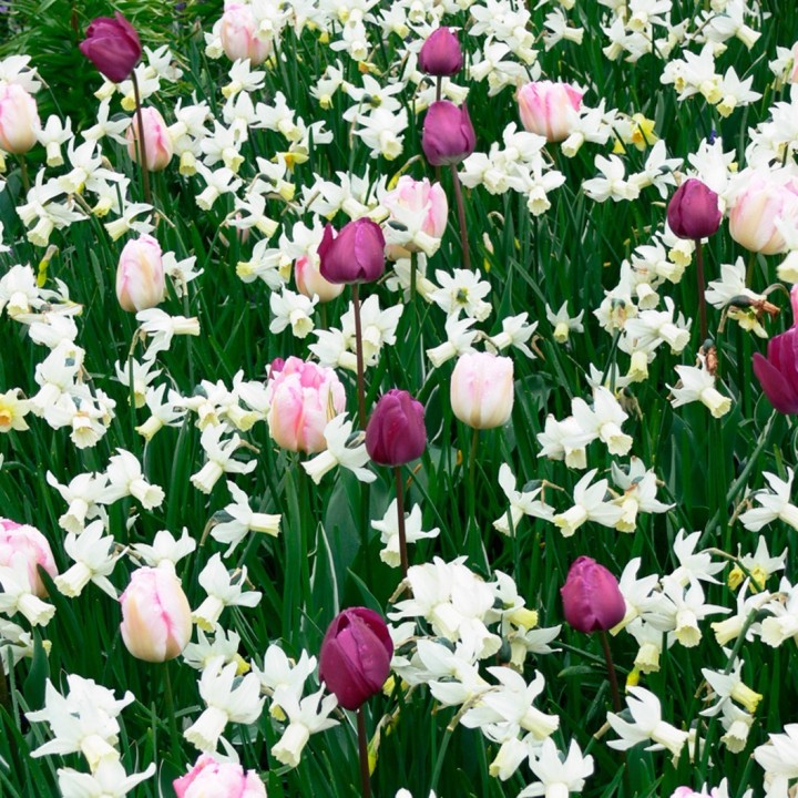 Bulbes Mélange Cap Vert les 100