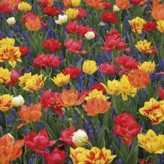 Bulbes Mélange Capri les 100