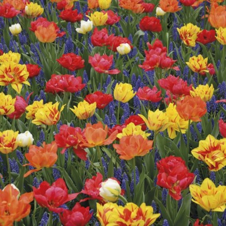 Bulbes Mélange Capri les 100