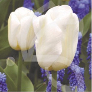 Bulbes Tulipes Calgary cal 12/+ les 100