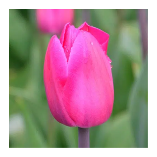 Bulbes Tulipes Barcelone cal 12/+ les 100