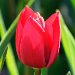 Bulbes Tulipes Bastogne cal...