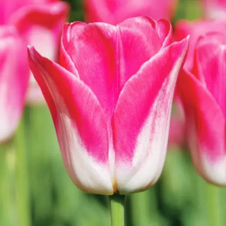 Bulbes Tulipe Triomphe Dynasty cal 11/12 les 100