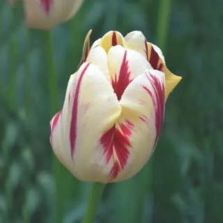 Bulbes Tulipes Triomphe Grande Perfection cal 11/12 les 100