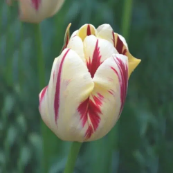 Bulbes Tulipes Triomphe...