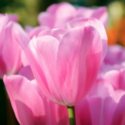 Bulbes Tulipes Triomphe...