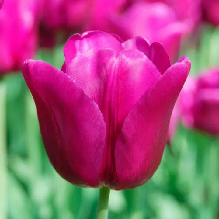 Bulbes Tulipes Triomphe Passionale cal 12/+ les 100