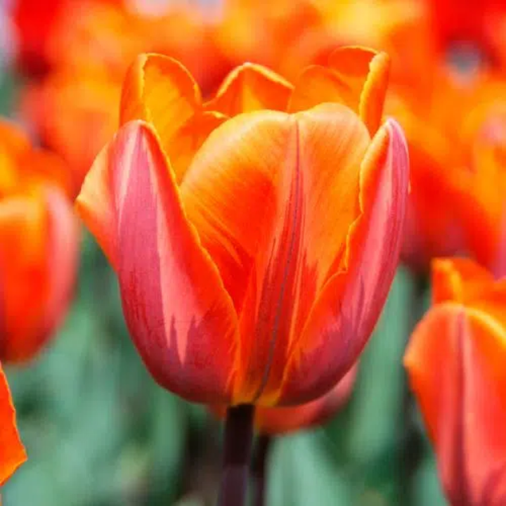 Bulbes Tulipes Triomphe Princess Irène cal 12/+ les 100