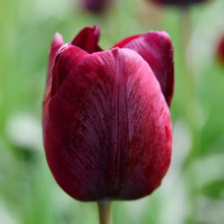 Bulbes Tulipes Triomphe...