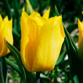 Bulbes Tulipes Triomphe Yokohama cal 12/+ les 100