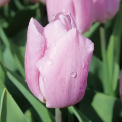 Bulbes Tulipes Candy...
