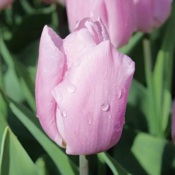 Bulbes Tulipes Candy Prince® cal 12/+ les 100