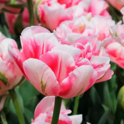 Bulbes Tulipes Finola cal...