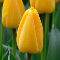 Bulbes Tulipes Darwin...