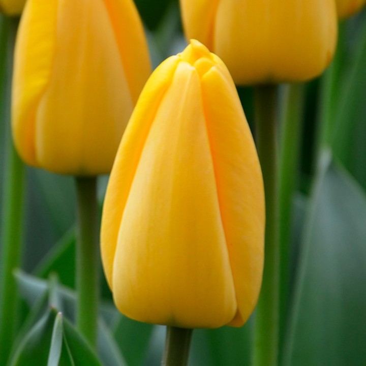 Bulbes Tulipes Darwin Hybride Golden Apeldoorn cal 12/+ les 100