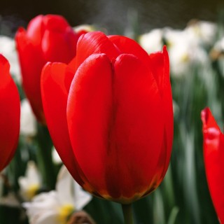 Bulbes Tulipes Darwin Hybride Parade cal 12/+ les 100