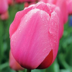 Bulbes Tulipes Darwin...